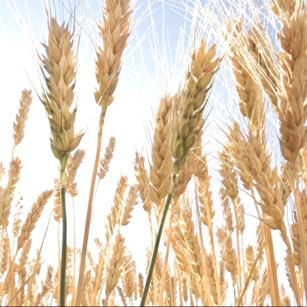 Meet your Posher, Sophia